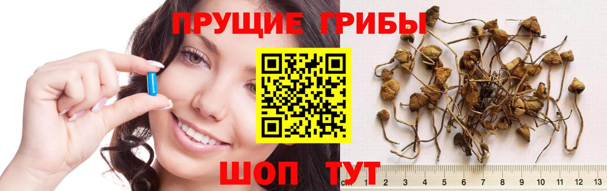 Галлюциногенные грибы Psilocybine cubensis Чусовой